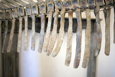 Close-up of tamarind hanging on tree