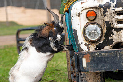 White, brown and black spotted goat at the vintage soviet truck zil-130 in the village
