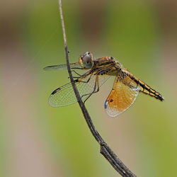 Close-up of dragonfly on twig