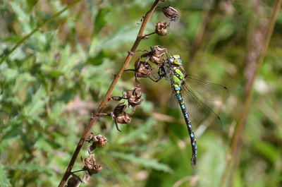 Close-up of insect on flower