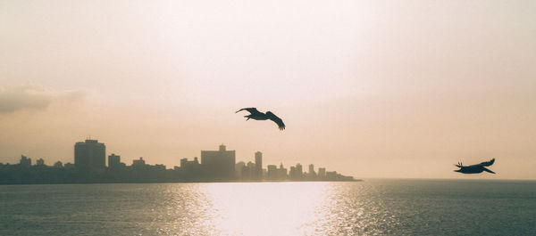 Birds flying over sea against sky during sunset