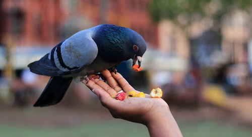 Close-up of woman hand feeding bird