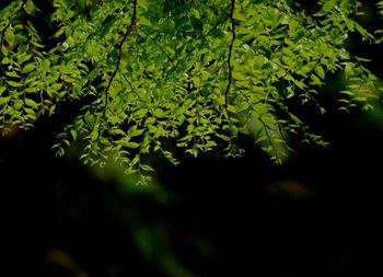 Close-up of green leaves