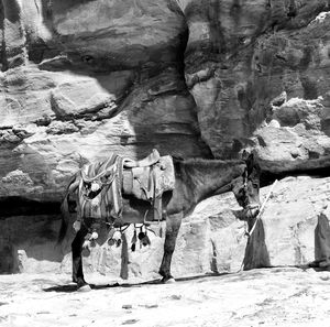 View of horse standing on rock