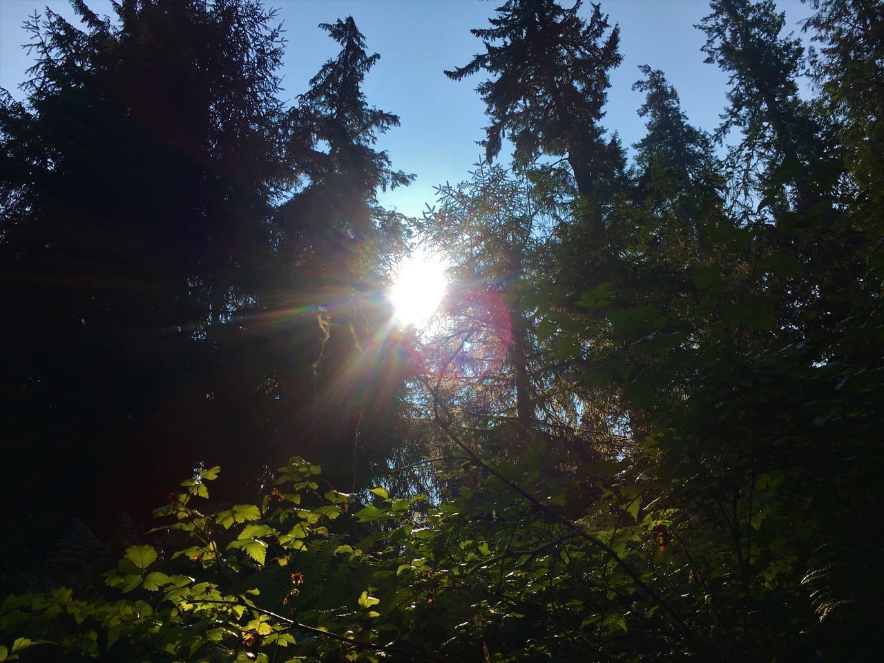 LOW ANGLE VIEW OF SUNLIGHT STREAMING THROUGH TREES