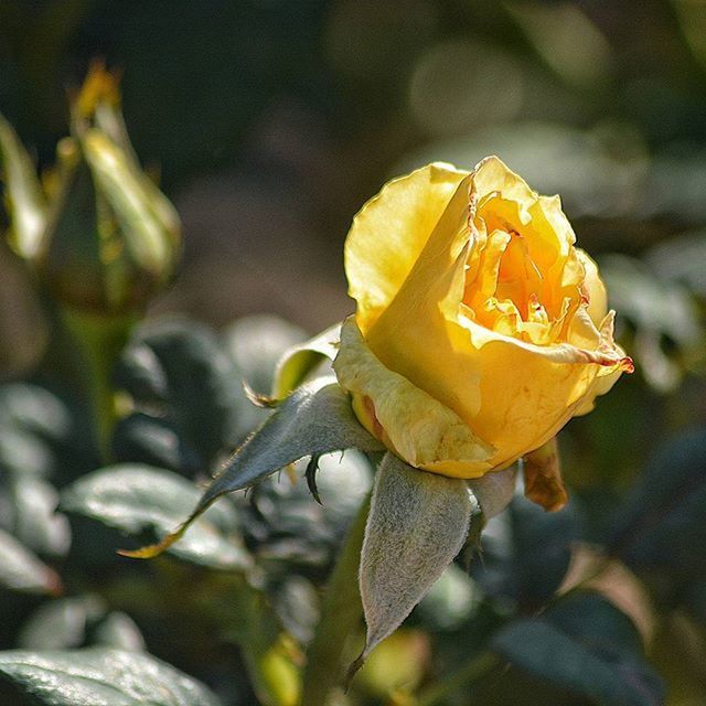 flower, petal, yellow, flower head, fragility, close-up, rose - flower, focus on foreground, freshness, beauty in nature, single flower, growth, nature, blooming, plant, season, wet, in bloom, outdoors, day