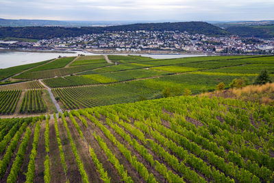 Aerial view of agricultural field