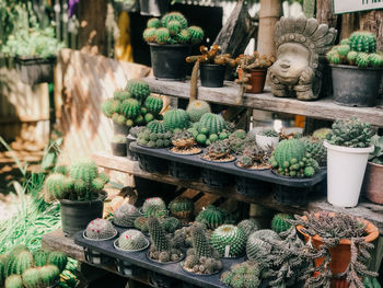 Potted plants for sale at market stall