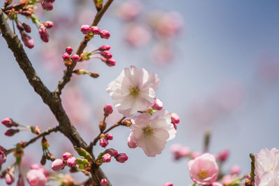 Close-up of pink cherry blossom