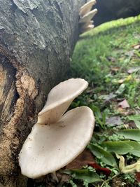 Close-up of mushroom growing on tree trunk