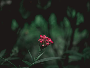 Close-up of red flowering plant
