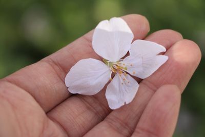 Close-up of cropped hand holding flower