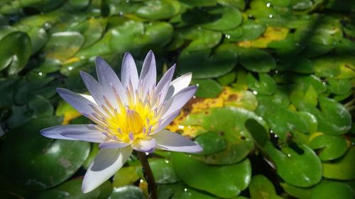 Close-up of water lily in lake