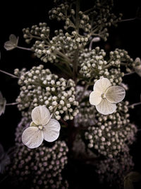 Close-up of white flowering plant