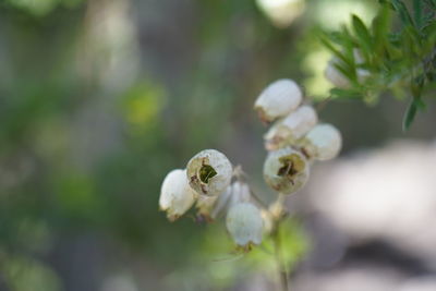 Close-up of white flowering plant