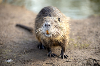 Close-up of an coypu nutria, a rodent animal on waterside