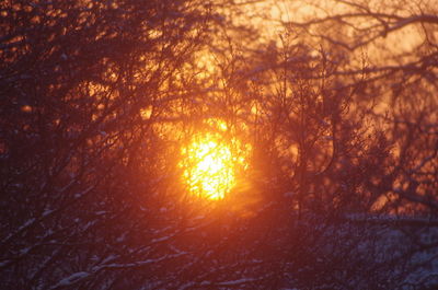 Sunlight streaming through trees in forest during sunset