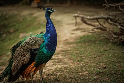 A colorful peacock in the zoo