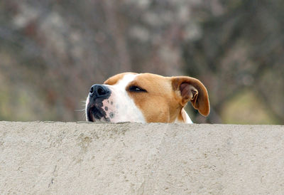 Close-up of dog