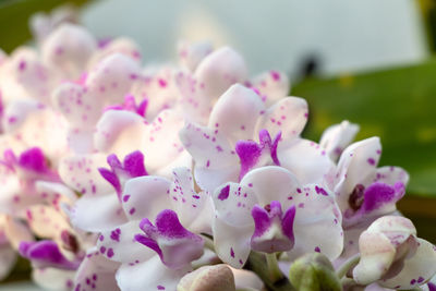 Close-up of pink flowering plants