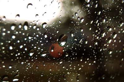 Close-up of wet swimming in water