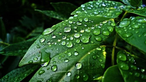 Close-up of water drops on leaves