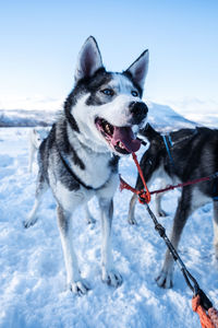 Alaska huskies on dog sled tour in abisko nationalpark.