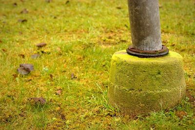 Close-up of grassy field