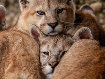 Close-up of lioness