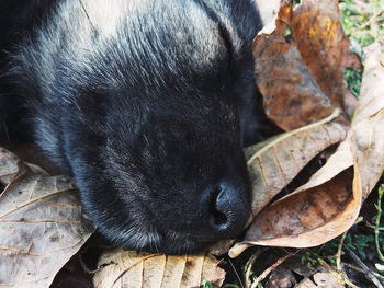 Close-up of dog sleeping