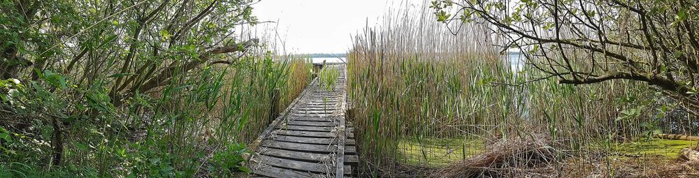 Boardwalk amidst trees in forest