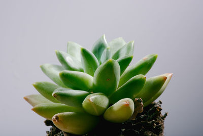 Close-up of prickly pear cactus against white background