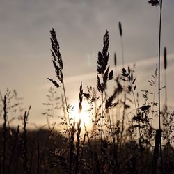 Plants growing at sunset