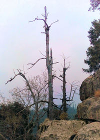 Bare tree against sky