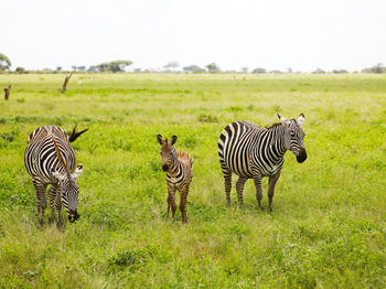 Zebras in tsavo east national park, kenya, africa