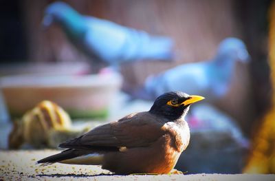 A footless bird encourages living in every situation