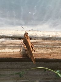 Close-up of insect on wood against sea