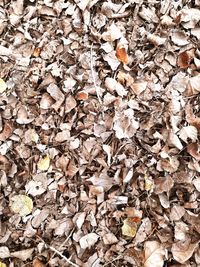 Full frame shot of dried leaves on field