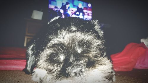 Portrait of dog relaxing at home