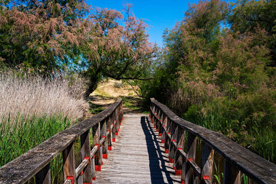 Footbridge along trees