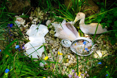 High angle view of mushrooms