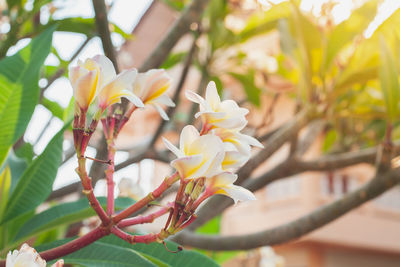 Close-up of yellow flowering plant