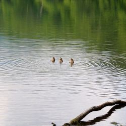 Ducks swimming in lake