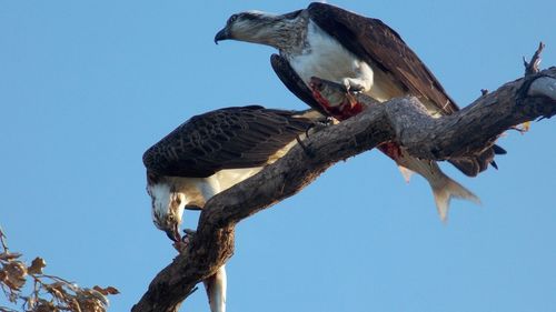 Low angle view of osprey perching on tree against sky eating fish