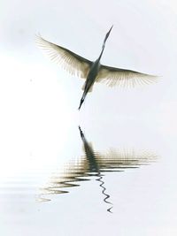 Birds flying over water