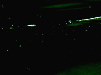 View of trees in the dark