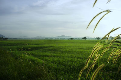 Scenic view of rice field against sky