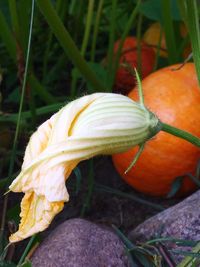 Close-up of pumpkin on field