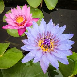 Close-up of pink flower in pond