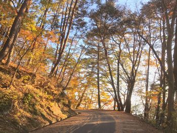 Road amidst trees in forest during autumn